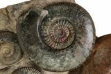 Tall, Jurassic Ammonite (Hammatoceras) Display - France #227080-3
